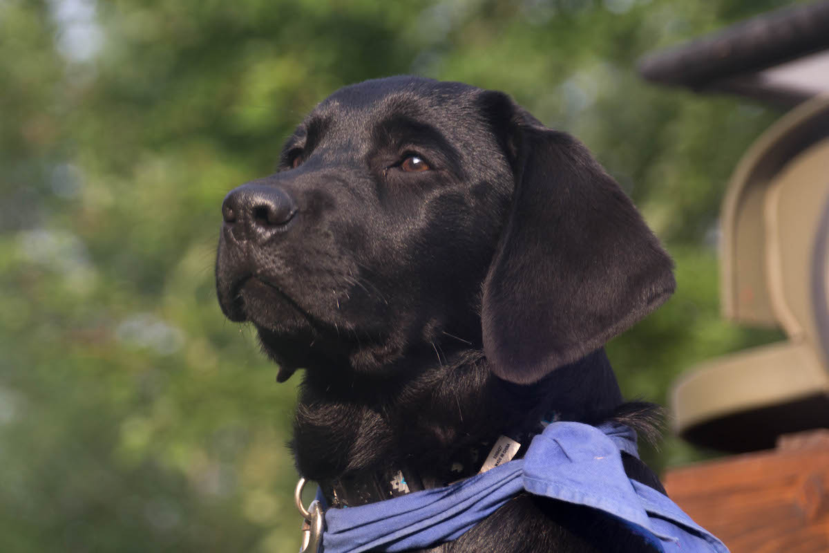 Service Dog with Wheelchair